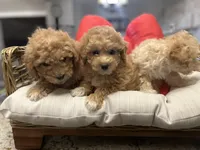 Teacup Toy Poodles, a female Poodle - Toy  for sale in Chicago, IL – Photo 3 of 3