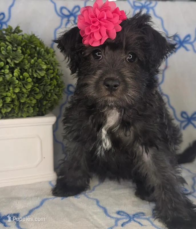 Monica – Schnoodle puppy for sale in Kirksville, MO
