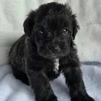 Monica, a female Schnoodle for sale in Kirksville, MO – Photo 8 of 9