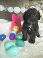 Monica, a female Schnoodle for sale in Kirksville, MO – Photo 3 of 9