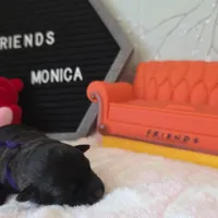 Monica, a female Schnoodle for sale in Kirksville, MO – Photo 9 of 9