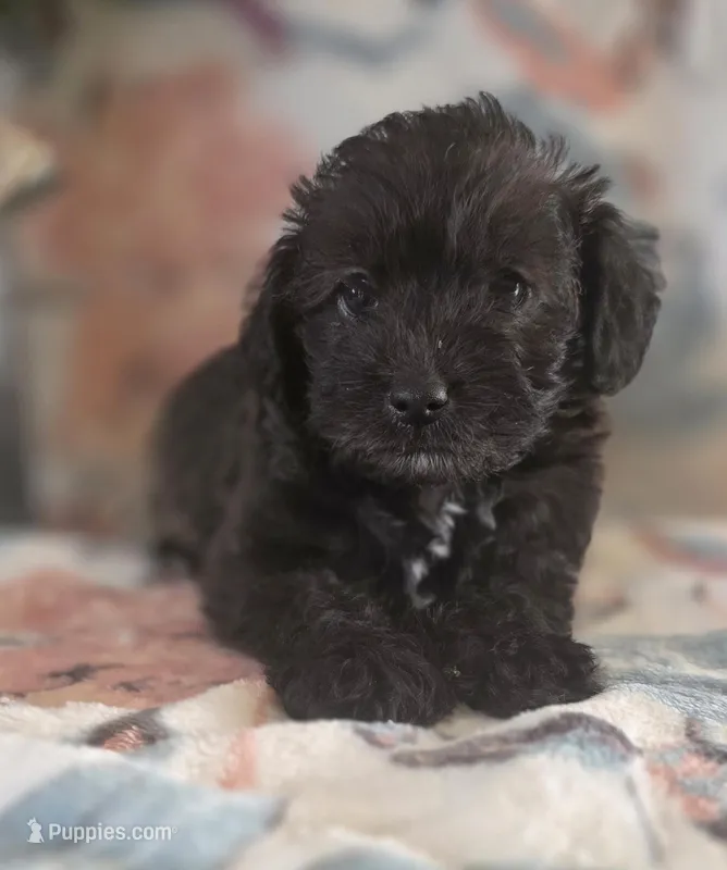 Monica – Schnoodle puppy for sale in Kirksville, MO