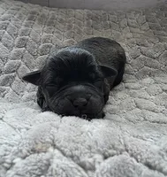 processed/bf5c9028-ee07-4f33-a1a4-088b921492a0/listing/1cc7c026-d2c2-45e4-899a-2acbef9fe480/ade8d8d8-bccc-446b-93dd-20b0b0e7fc14