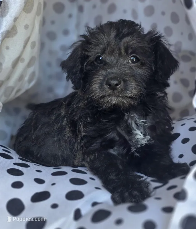 Monica – Schnoodle puppy for sale in Kirksville, MO