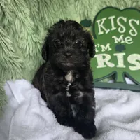 Monica, a female Schnoodle for sale in Kirksville, MO – Photo 6 of 9