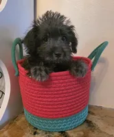Monica, a female Schnoodle for sale in Kirksville, MO – Photo 2 of 9