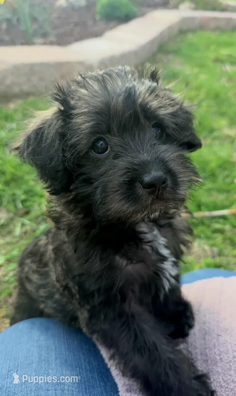 Monica, a female Schnoodle for sale in Kirksville, MO – Photo 1 of 9