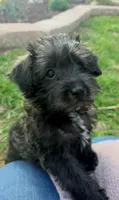 Monica, a female Schnoodle for sale in Kirksville, MO – Photo 1 of 9