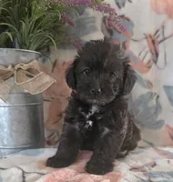 Monica, a female Schnoodle for sale in Kirksville, MO – Photo 5 of 9