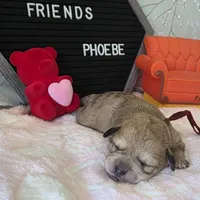 Phoebe, a female Schnoodle for sale in Kirksville, MO – Photo 6 of 10