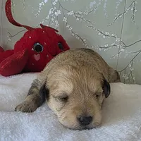 Phoebe, a female Schnoodle for sale in Kirksville, MO – Photo 5 of 10