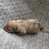 Phoebe, a female Schnoodle for sale in Kirksville, MO – Photo 9 of 10