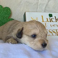 Phoebe, a female Schnoodle for sale in Kirksville, MO – Photo 2 of 10