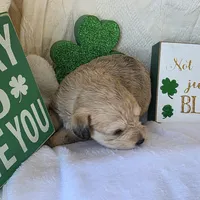Phoebe, a female Schnoodle for sale in Kirksville, MO – Photo 4 of 10