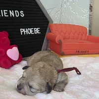 Phoebe, a female Schnoodle for sale in Kirksville, MO – Photo 7 of 10