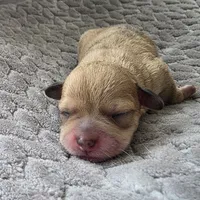 Phoebe, a female Schnoodle for sale in Kirksville, MO – Photo 10 of 10