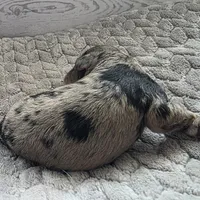 Rachel, a female Schnoodle for sale in Kirksville, MO – Photo 7 of 10