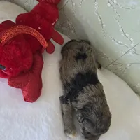 Rachel, a female Schnoodle for sale in Kirksville, MO – Photo 2 of 10