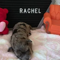 Rachel, a female Schnoodle for sale in Kirksville, MO – Photo 4 of 10