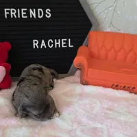 Rachel, a female Schnoodle for sale in Kirksville, MO – Photo 5 of 10