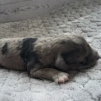 Rachel, a female Schnoodle for sale in Kirksville, MO – Photo 10 of 10