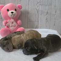 Rachel, a female Schnoodle for sale in Kirksville, MO – Photo 8 of 10