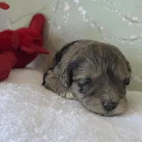 Rachel, a female Schnoodle for sale in Kirksville, MO – Photo 1 of 10