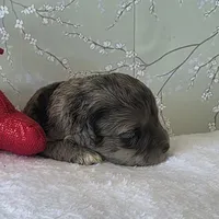 Rachel, a female Schnoodle for sale in Kirksville, MO – Photo 3 of 10
