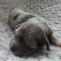 Rachel, a female Schnoodle for sale in Kirksville, MO – Photo 6 of 10
