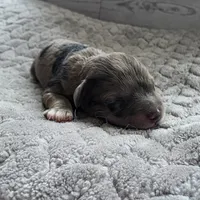 Rachel, a female Schnoodle for sale in Kirksville, MO – Photo 9 of 10