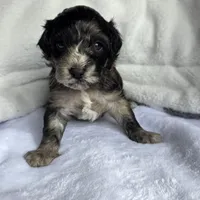 Ross, a male Schnoodle for sale in Kirksville, MO – Photo 4 of 10