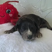 Ross, a male Schnoodle for sale in Kirksville, MO – Photo 9 of 10