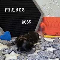 Ross, a male Schnoodle for sale in Kirksville, MO – Photo 10 of 10