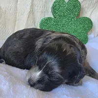 Ross, a male Schnoodle for sale in Kirksville, MO – Photo 7 of 10