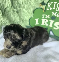 Ross, a male Schnoodle for sale in Kirksville, MO – Photo 3 of 10