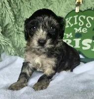 Ross, a male Schnoodle for sale in Kirksville, MO – Photo 1 of 10