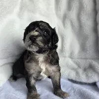 Ross, a male Schnoodle for sale in Kirksville, MO – Photo 6 of 10