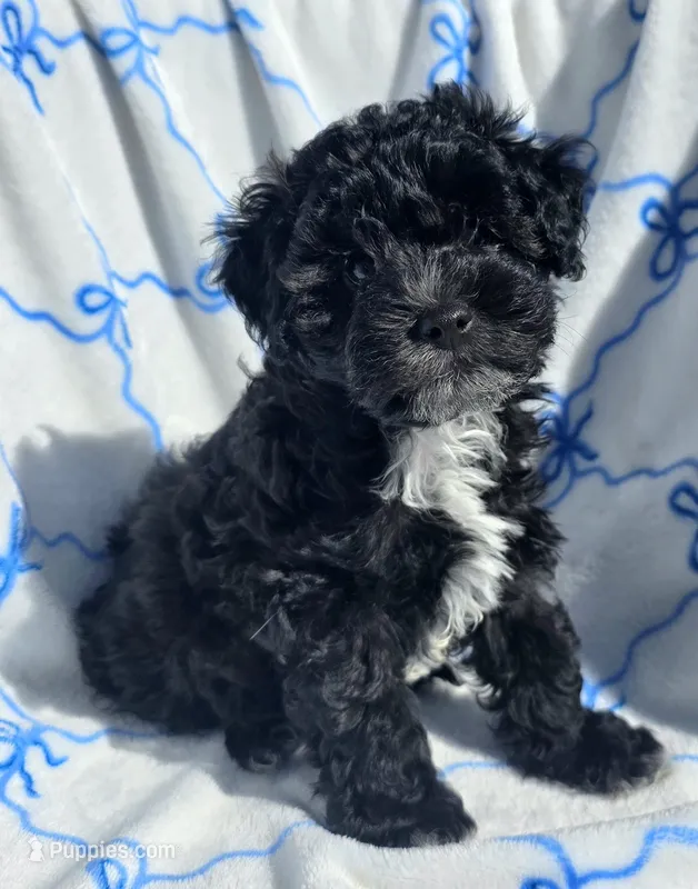 Joey – Schnoodle puppy on hold in Kirksville, MO