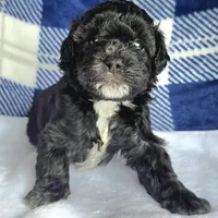 Joey, a male Schnoodle for sale in Kirksville, MO – Photo 4 of 9