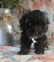 Joey, a male Schnoodle for sale in Kirksville, MO – Photo 6 of 9