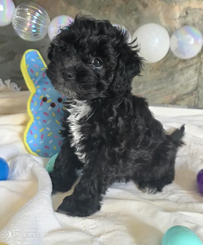 Joey – Schnoodle puppy for sale in Kirksville, MO