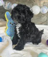 Joey, a male Schnoodle for sale in Kirksville, MO – Photo 1 of 9