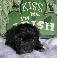 Joey, a male Schnoodle for sale in Kirksville, MO – Photo 7 of 9