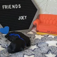 Joey, a male Schnoodle for sale in Kirksville, MO – Photo 9 of 9