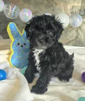 Joey, a male Schnoodle for sale in Kirksville, MO – Photo 2 of 9