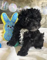 Joey, a male Schnoodle for sale in Kirksville, MO – Photo 3 of 9