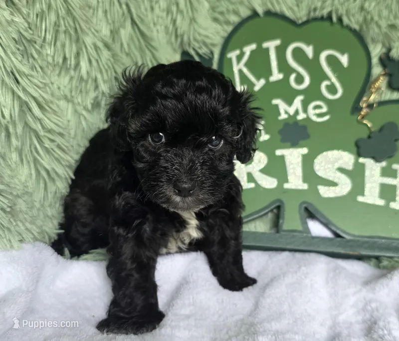Joey – Schnoodle puppy for sale in Kirksville, MO