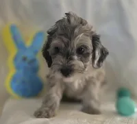 Chandler , a male Schnoodle for sale in Kirksville, MO – Photo 1 of 10