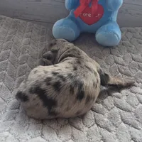 Chandler , a male Schnoodle for sale in Kirksville, MO – Photo 7 of 10