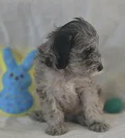 Chandler , a male Schnoodle for sale in Kirksville, MO – Photo 4 of 10